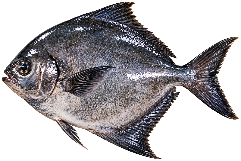 Black Pomfret