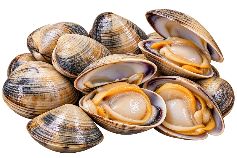 Clams