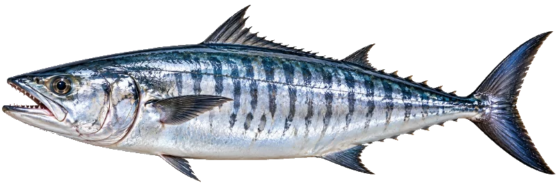 King Fish