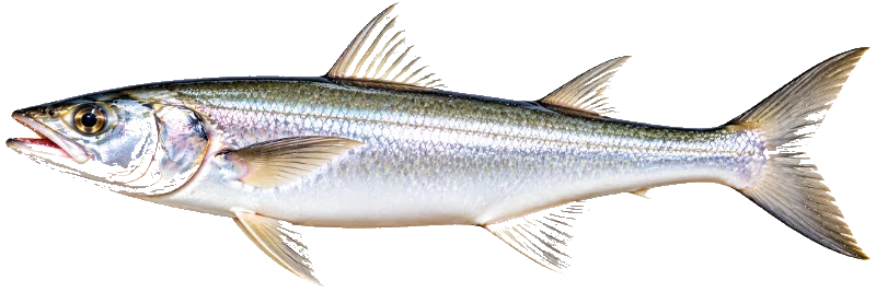 Lady Fish