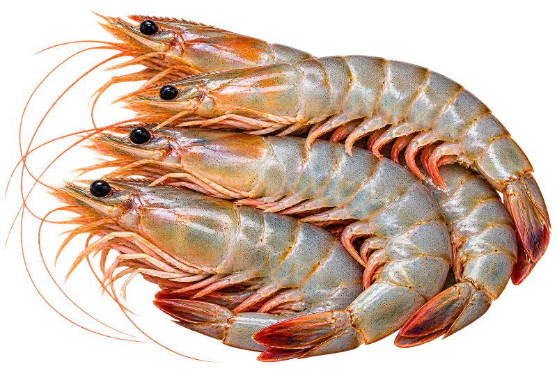 Prawns