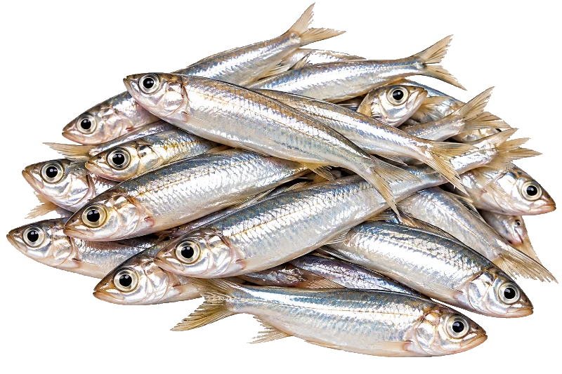 Silver Fish