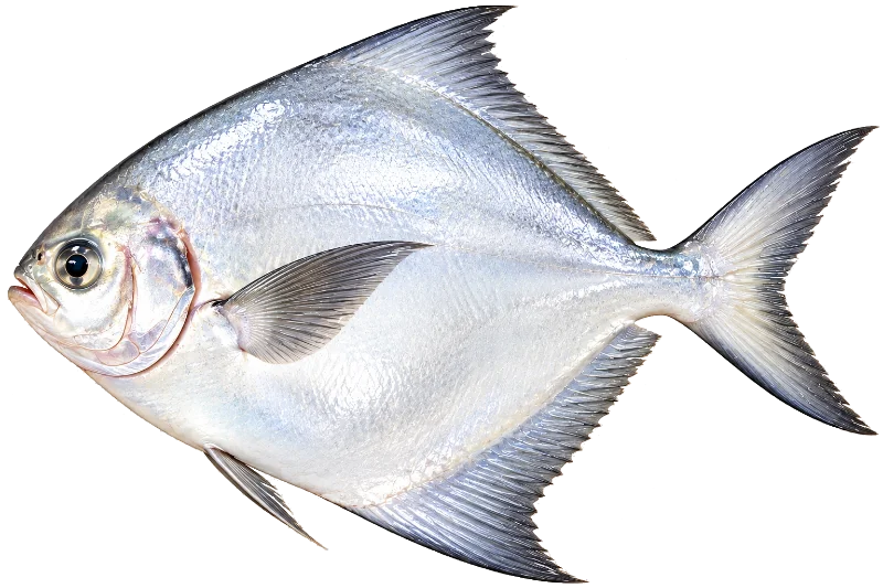 White Pomfret